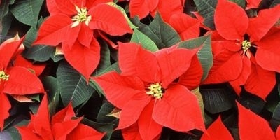 Poinsettias